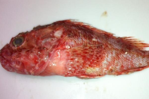 虎頭魚一斤幾元的