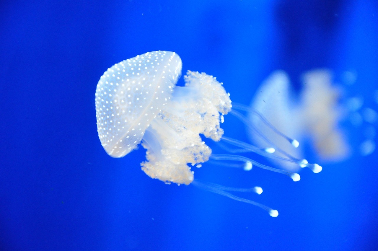 蘭溪市藍海洋水族館（蘭溪市藍海洋水族館電話）