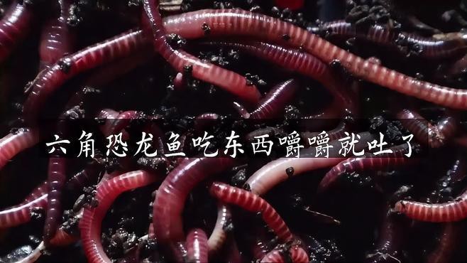 能詳細說說龍魚吐食的癥狀嗎？
