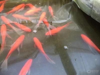 觀賞魚論壇網站哪個好一點啊（cmf海水觀賞魚論壇） 觀賞魚論壇網站哪個好一點啊（cmf海水觀賞魚論壇） 魚缸百科 第4張