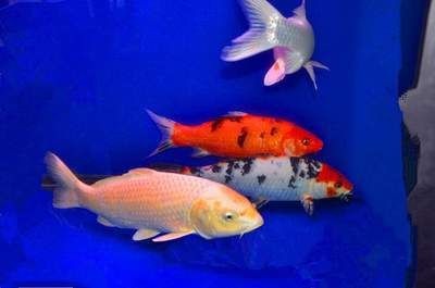 觀賞魚論壇網站哪個好一點啊（cmf海水觀賞魚論壇） 觀賞魚論壇網站哪個好一點啊（cmf海水觀賞魚論壇） 魚缸百科 第3張