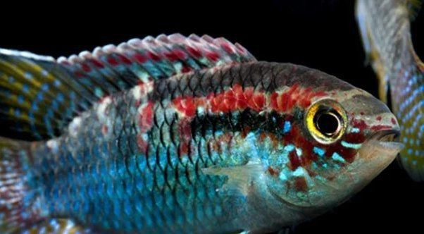皇冠魚公母有什么區(qū)別 龍魚論壇 第5張 皇冠魚公母有什么區(qū)別 皇冠魚公母有什么區(qū)別 龍魚論壇 第5張