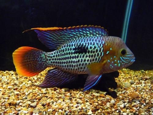 皇冠魚公母有什么區(qū)別 龍魚論壇 第4張 皇冠魚公母有什么區(qū)別 皇冠魚公母有什么區(qū)別 龍魚論壇 第4張