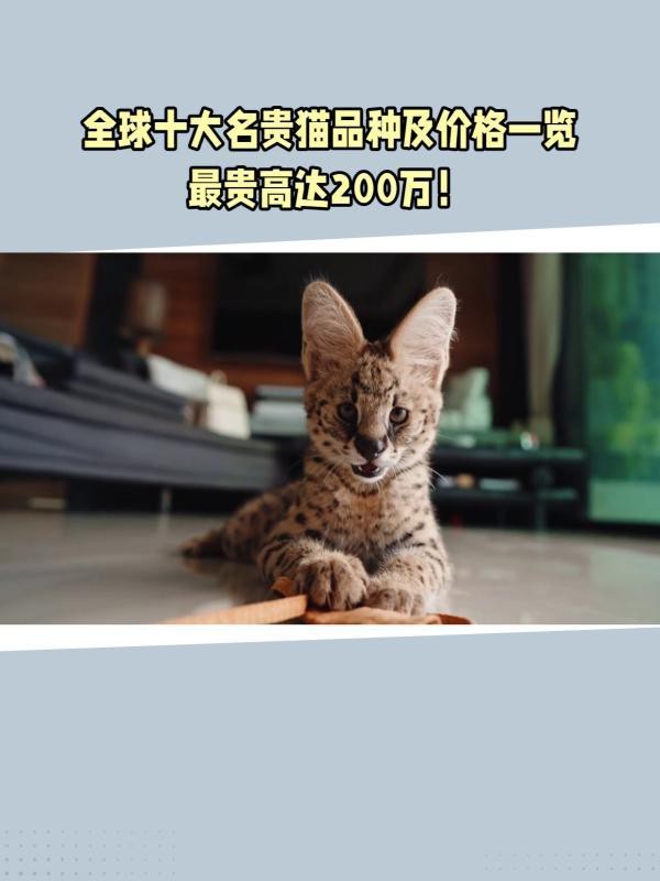十<strong><mark>大名</mark></strong>貴貓前十名