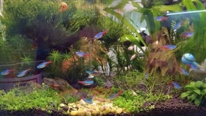 魚缸選哪種好用（新手魚缸選哪種好用，魚缸選哪種好用，） 魚缸選哪種好用（新手魚缸選哪種好用，魚缸選哪種好用，） 魚缸百科 第4張