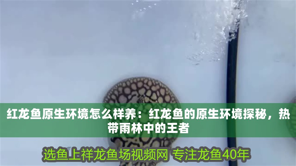 紅龍魚原生環境怎么樣養：紅龍魚的原生環境探秘，熱帶雨林中的王者