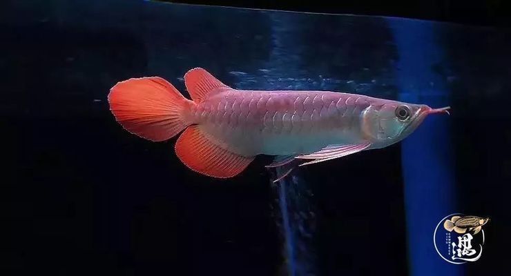 龍魚吃食又吐出來：龍魚吃食后又吐出來的情況可能是多種因素引起的，龍魚偏食糾正技巧