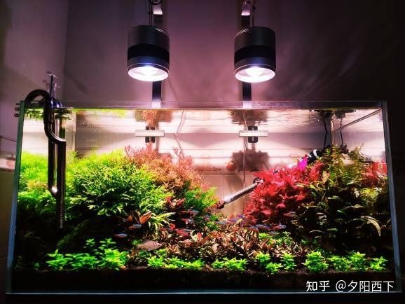 廣州魚缸造景展會2024年9月25日在廣州舉辦：2024廣州國際漁業(yè)博覽會
