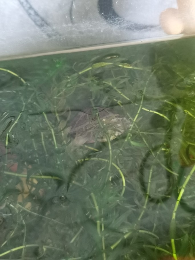 入缸一只小西非