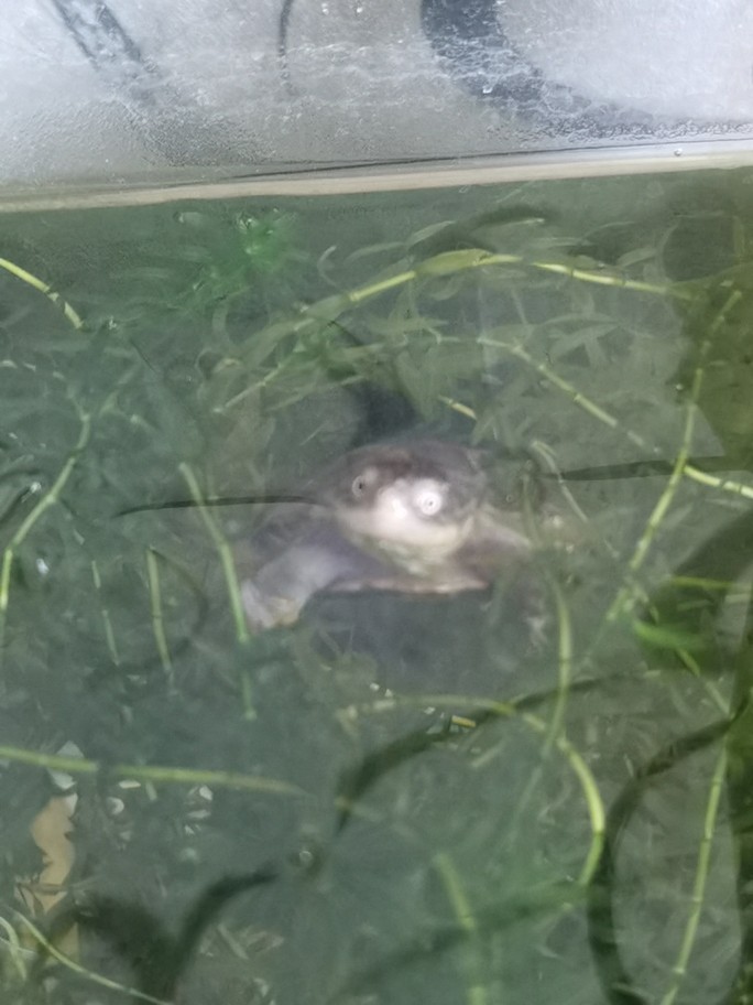 入缸一只小西非