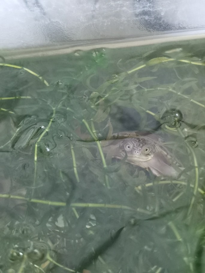 入缸一只小西非