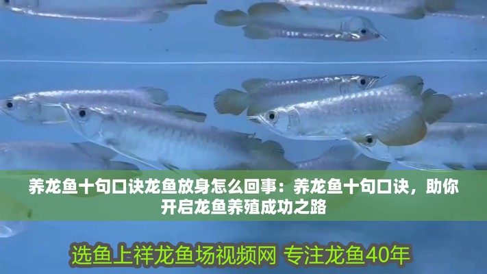 養金龍魚十句口訣