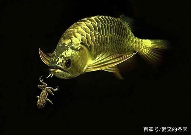 養金龍魚十句口訣