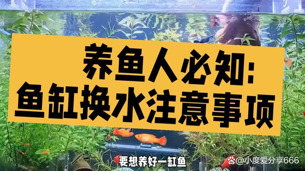 魚缸換水6大忌