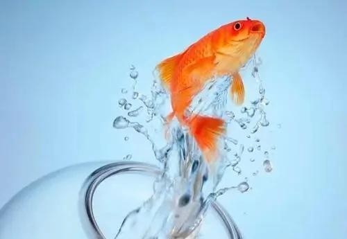 魚缸換水6大忌