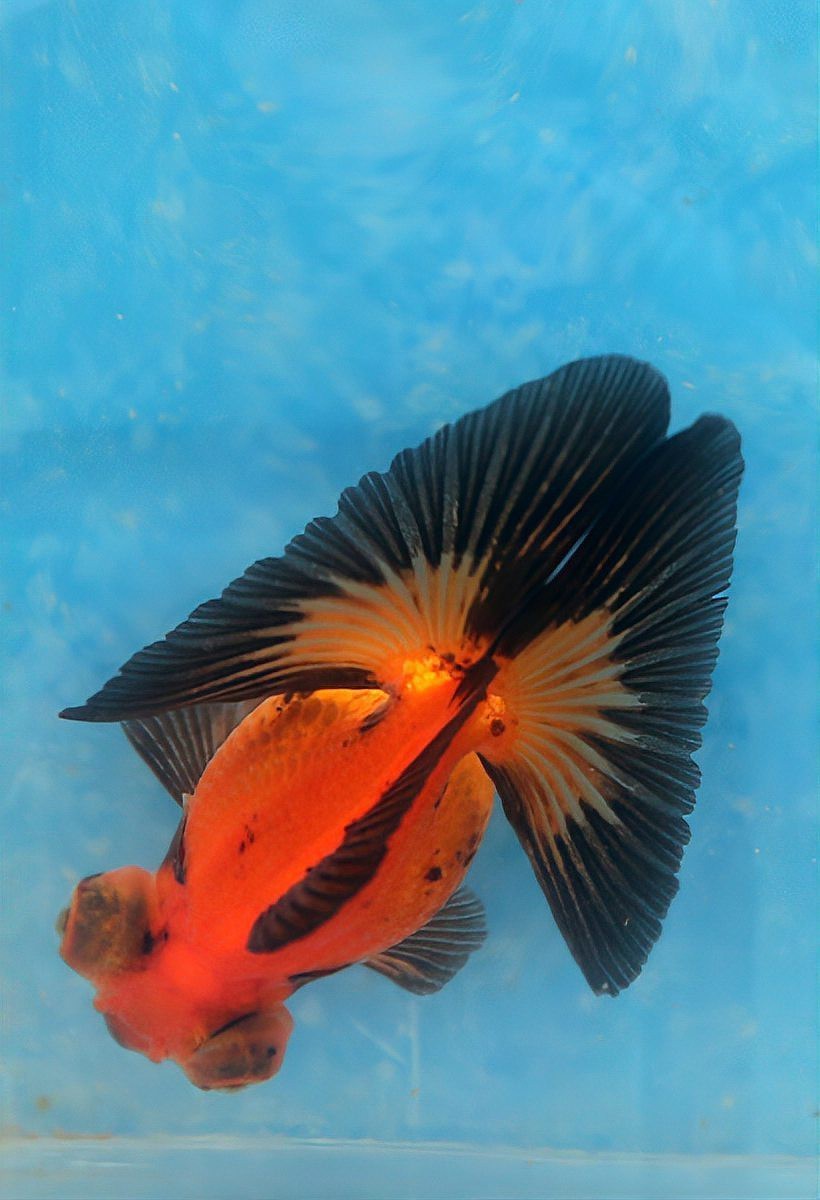 魚缸換水6大忌