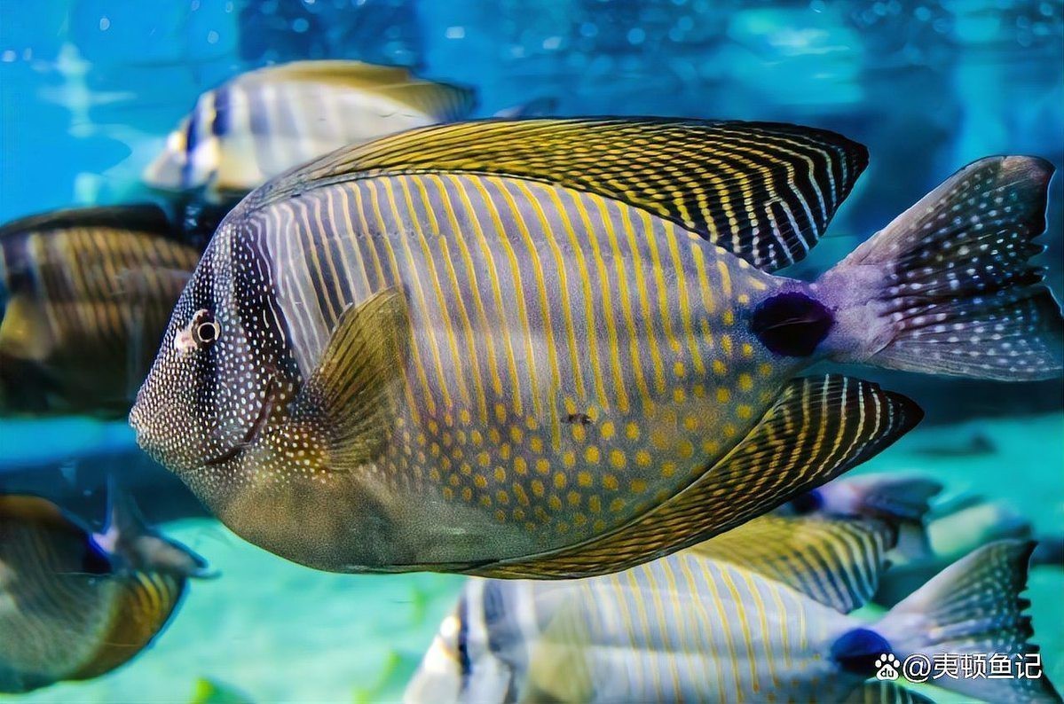 魚缸換水6大忌