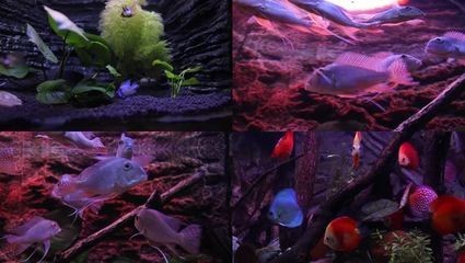 森森60公分長魚缸，魚缸套餐：幻彩水族魚缸養(yǎng)魚應該具備哪些因素，幻彩水族魚缸養(yǎng)魚的第一步
