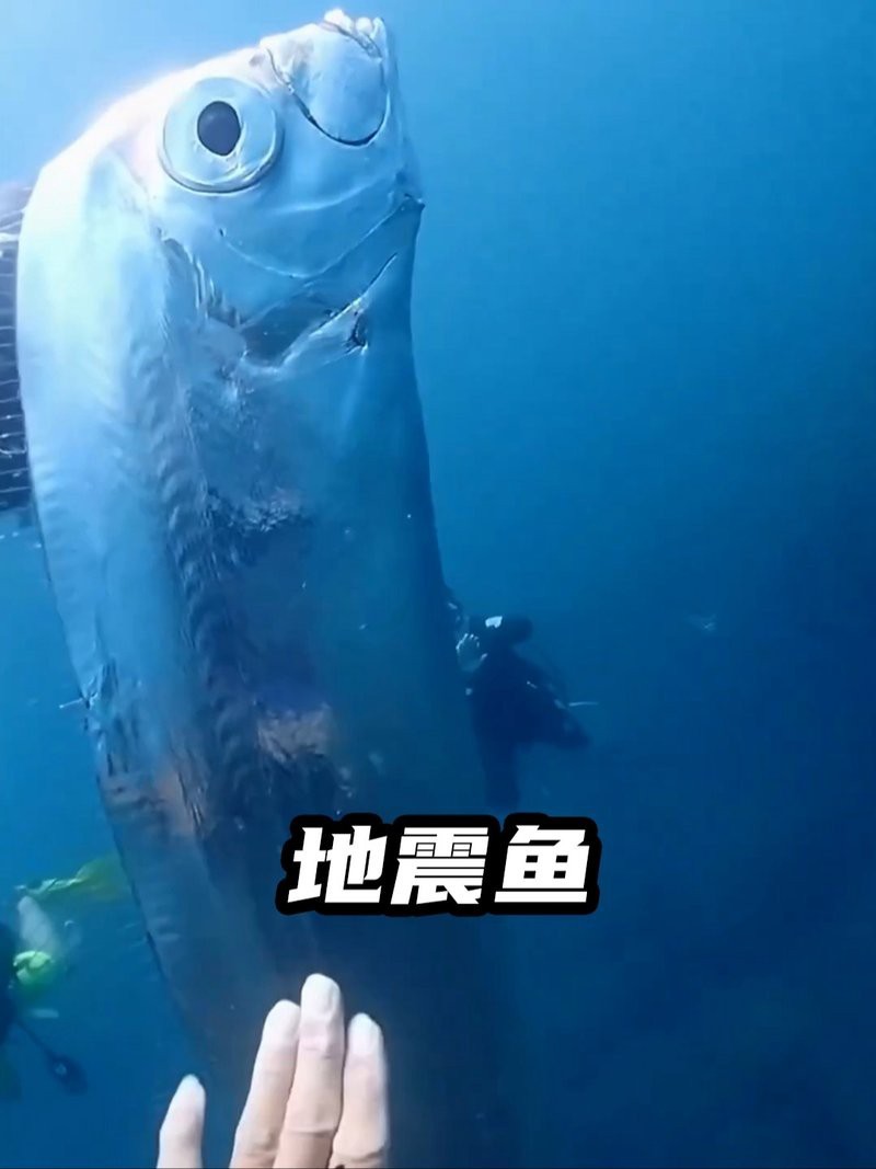 龍王魚為何會被稱為“地震魚”？