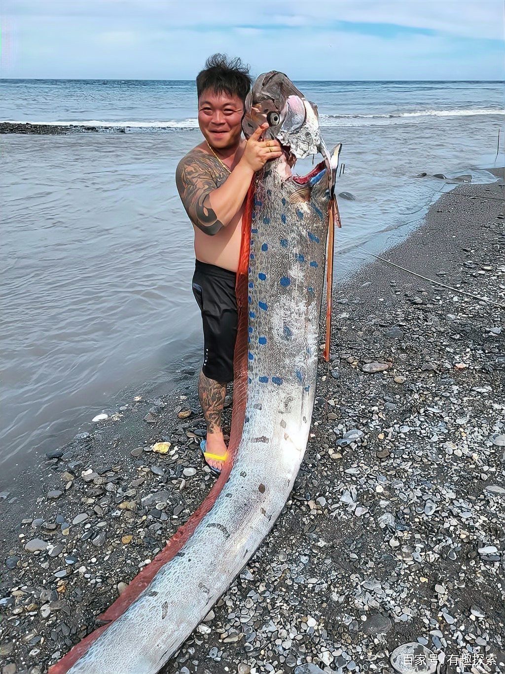龍王魚為何會被稱為“地震魚”？