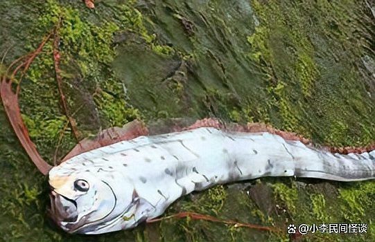 龍王魚為何會被稱為“地震魚”？