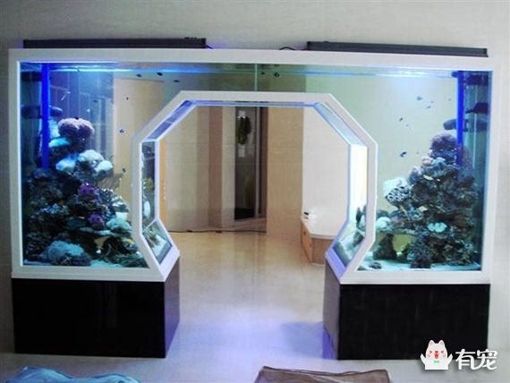 浮法魚缸和超白玻璃魚缸哪個更好養活：浮法玻璃魚缸和超白玻璃魚缸各有優勢，背后的科學原理值得深入了解 浮法魚缸和超白玻璃魚缸哪個更好養活：浮法玻璃魚缸和超白玻璃魚缸各有優勢，背后的科學原理值得深入了解 魚缸百科 第2張