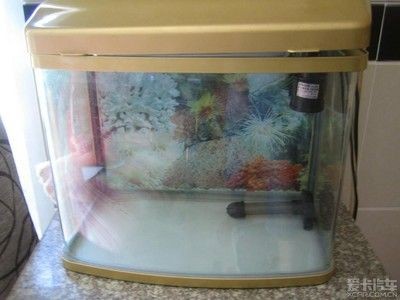 一品瀾合魚缸聲音大不大：一品瀾合魚缸噪音大不大 一品瀾合魚缸聲音大不大：一品瀾合魚缸噪音大不大 魚缸百科 第4張