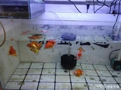 一品瀾合魚缸聲音大不大：一品瀾合魚缸噪音大不大 一品瀾合魚缸聲音大不大：一品瀾合魚缸噪音大不大 魚缸百科 第2張