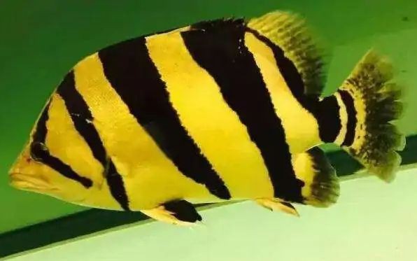 虎魚多久能長到30厘米 虎魚多久能長到30厘米 龍魚論壇 第1張