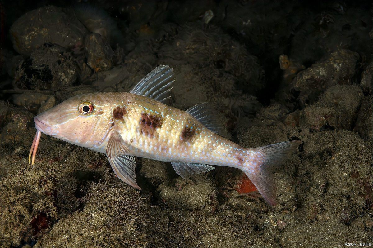 虎魚多久能長到30厘米 虎魚多久能長到30厘米 龍魚論壇 第7張