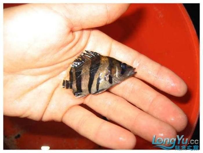 虎魚多久能長到30厘米 虎魚多久能長到30厘米 龍魚論壇 第4張