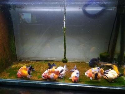 淡水魚魚缸放鹽的比例是多少魚缸放鹽的比例是多少：淡水魚魚缸放鹽比例怎么算 淡水魚魚缸放鹽的比例是多少魚缸放鹽的比例是多少：淡水魚魚缸放鹽比例怎么算 魚缸百科 第2張