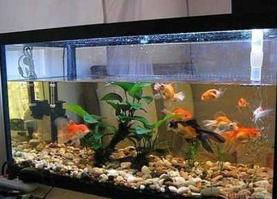 淡水魚魚缸放鹽的比例是多少魚缸放鹽的比例是多少:淡水魚魚缸放鹽比例怎么算 魚缸百科 第1張 淡水魚魚缸放鹽的比例是多少魚缸放鹽的比例是多少:淡水魚魚缸放鹽比例怎么算 淡水魚魚缸放鹽的比例是多少魚缸放鹽的比例是多少:淡水魚魚缸放鹽比例怎么算 魚缸百科 第1張