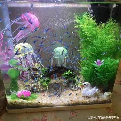魚缸水質(zhì)管理的重要性：剛買的石頭是否可以直接放入魚缸以及是否存在潛在的毒性問題