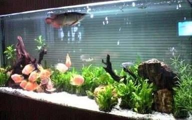 公司魚缸養(yǎng)幾條魚好旺財（公司魚缸養(yǎng)幾條魚好旺財，辦公室養(yǎng)幾條魚好旺財）