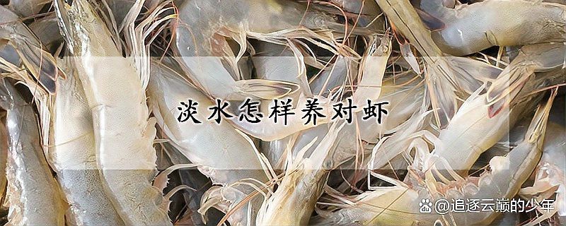 對蝦可以淡水養殖嗎