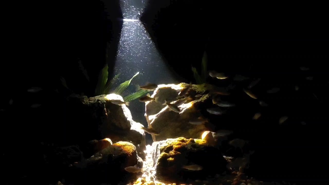 《夜瀾》 《夜瀾》 龍魚論壇