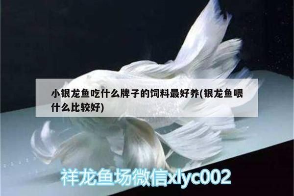 銀版魚飼料品牌比較：水產(chǎn)飼料品牌好評率 銀版魚飼料品牌比較：水產(chǎn)飼料品牌好評率 龍魚百科 第2張
