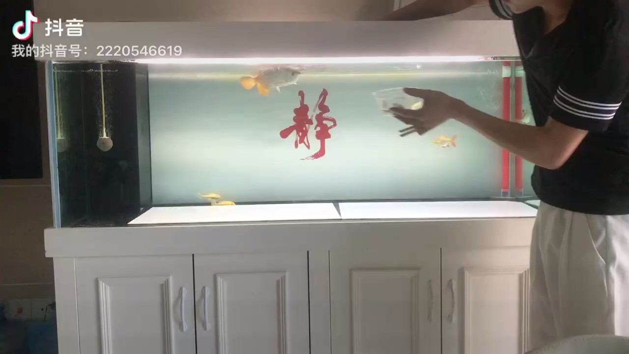 喂魚。。喝茶看魚。。