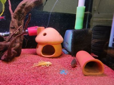 最好用的魚缸過濾棉,魚缸過濾棉的正確清洗方法 魚缸百科 第1張 最好用的魚缸過濾棉,魚缸過濾棉的正確清洗方法 最好用的魚缸過濾棉,魚缸過濾棉的正確清洗方法 魚缸百科 第1張