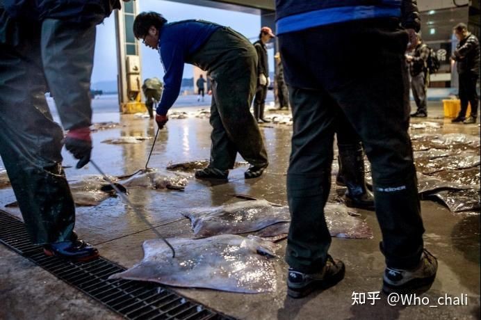 韓國(guó)鰩魚