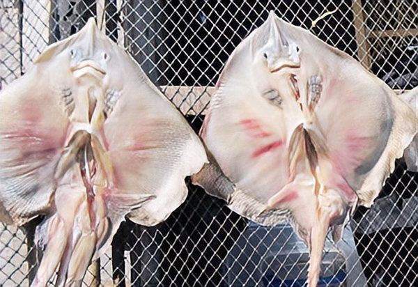 韓國(guó)鰩魚