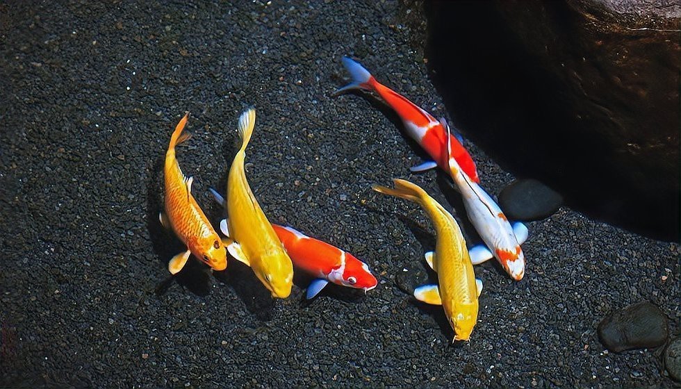 魚沒了扔哪里最<strong><mark>吉利</mark></strong>