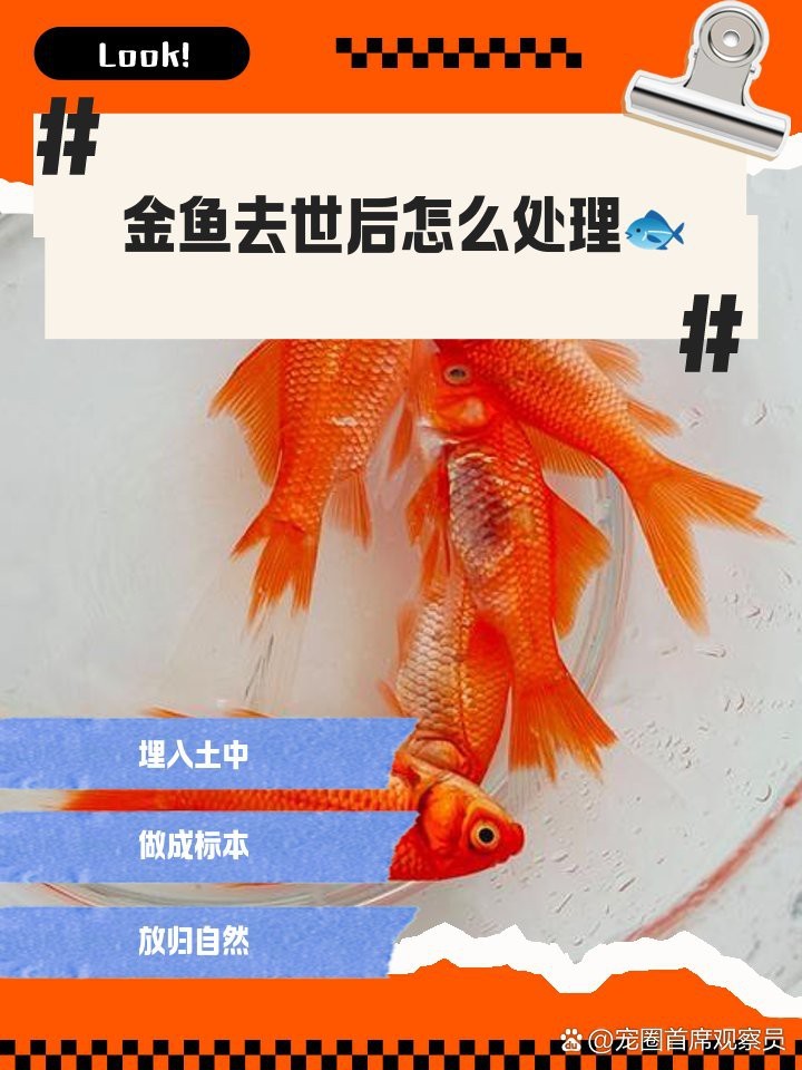 河北滄州哪里有賣魚缸的魚缸市場，滄州哪里有賣魚缸的，滄州哪里有賣舊浴缸的