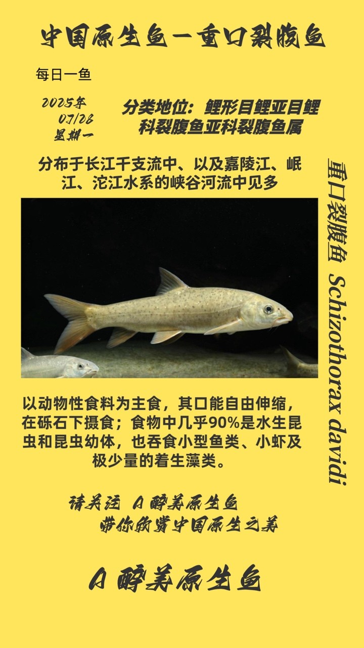 重口裂腹魚