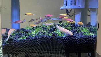 魚缸購買推薦品牌（推薦品牌魚缸購買推薦品牌）