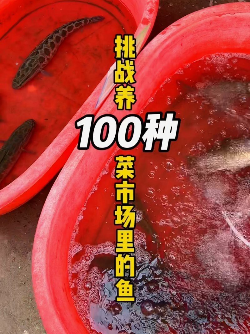 菜市場撿漏觀賞魚 菜市場撿漏觀賞魚 龍魚論壇 第4張