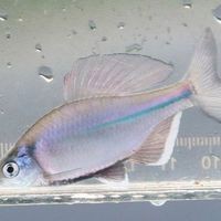 菜市場撿漏觀賞魚 菜市場撿漏觀賞魚 龍魚論壇 第3張