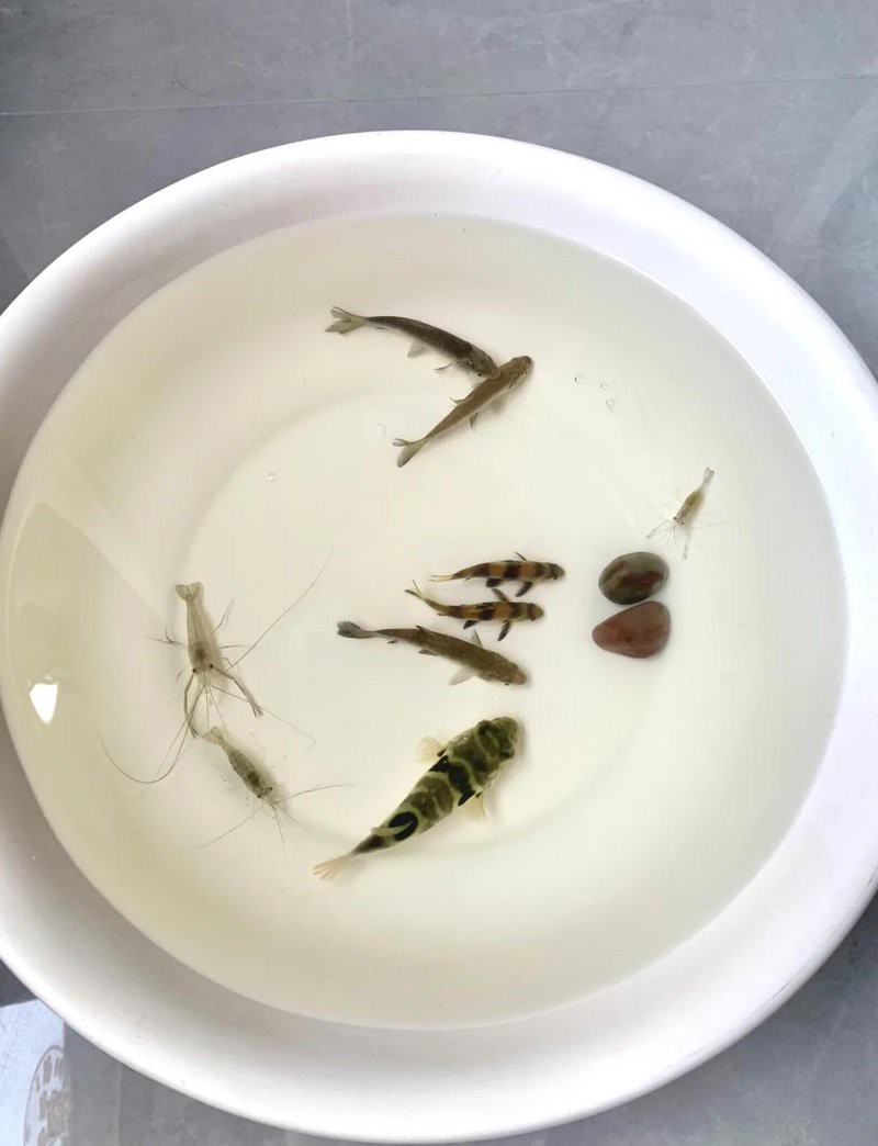 菜市場撿漏觀賞魚 菜市場撿漏觀賞魚 龍魚論壇 第1張