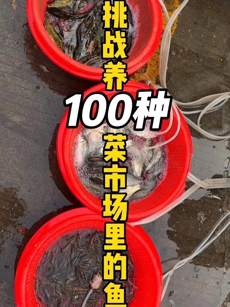 菜市場撿漏觀賞魚 菜市場撿漏觀賞魚 龍魚論壇 第2張